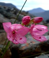 Gladiolus inflatus, a pink bluebell