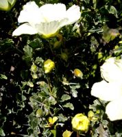Monsonia crassicaulis leaves and flowers