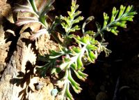 Pelargonium carnosum leaves