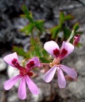 Pelargonium patulum losing petal colour