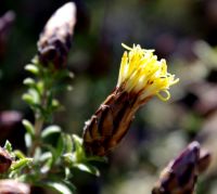 Pteronia staehelinoides flowerhead