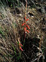 Watsonia aletroides, red flowers in dry grass 