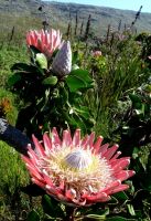 Protea cynaroides among unlike neighbours