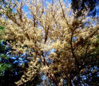 Senegalia galpinii in full bloom