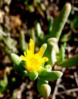 Malephora lutea flower