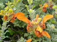 Salvia africana-lutea buds