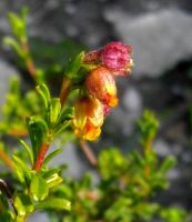 Hermannia rudis flowers