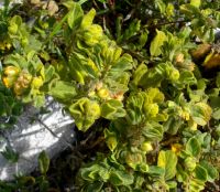 Hermannia salviifolia var. salviifolia stems