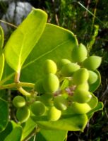 Olea capensis subsp. capensis fruit