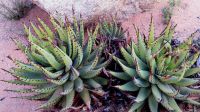 Aloe melanacantha black thorns