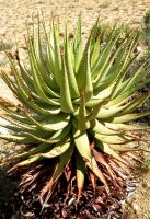 Aloe khamiesensis rosette and dry leaves
