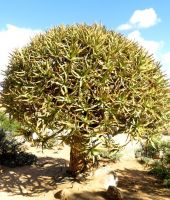 Aloidendron dichotomum rounded crown