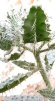 Codon royenii leaf midrib spines