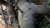 Commiphora capensis bark