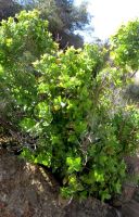Didelta spinosa shrub