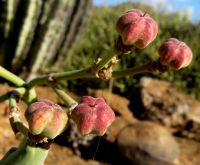 Euphorbia dregeana fruit
