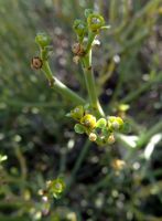 Euphorbia ephedroides flowers
