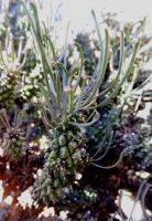 Euphorbia filiflora stem tubercles
