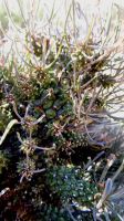 Euphorbia filiflora, Nel se melkbos