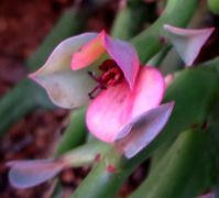 Euphorbia hamata pale floral bracts