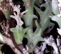 Euphorbia hamata stems