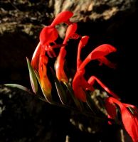 Gladiolus saccatus flowers