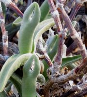 Mitrophyllum mitratum, a langbeenslapblaarvygie