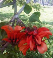 Erythrina caffra flower