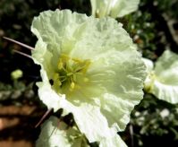 Monsonia crassicaulis rumpled petals