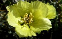 Monsonia spinosa flower