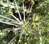 Monsonia spinosa long stalked leaves