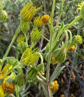 Osteospermum sinuatum var. sinuatum floral stages