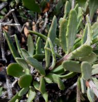 Osteospermum sinuatum var. sinuatum leaves