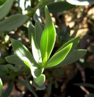 Osteospermum oppositifolium leaves
