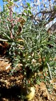 Pelargonium crithmifolium thickness