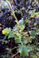Pelargonium desertorum bud