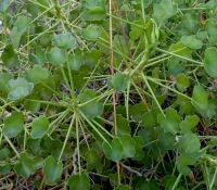Pelargonium desertorum long-stalked leaves