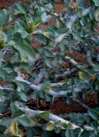 Pelargonium desertorum stems