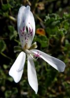 Pelargonium desertorum flower showing its stigma