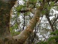 Commiphora marlothii branch