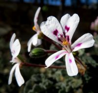 Pelargonium echinatum flower