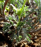 Pelargonium sericifolium leaves