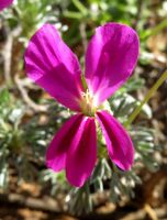 Pelargonium sericifolium flower