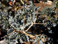 Pelargonium klinghardtense dry panicle remains