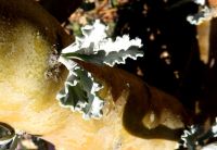 Pelargonium klinghardtense leaf cluster on the stem
