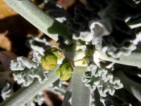 Pelargonium klinghardtense new growth