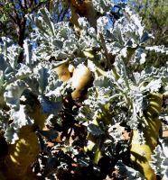 Pelargonium klinghardtense, dikstingelmalva