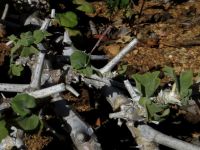 Pelargonium spinosum grey stems and spines