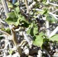 Pelargonium spinosum leaves