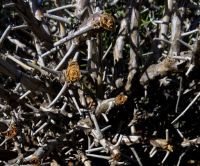 Pelargonium spinosum low branches